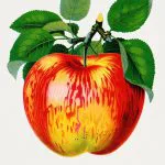 Alacalı Elma Levhası