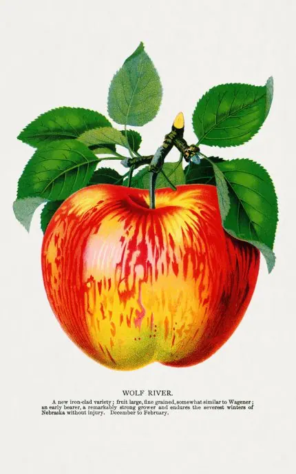 Alacalı Elma Levhası