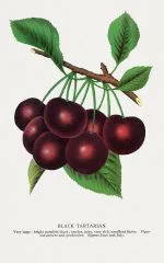 Siyah Kiraz Levhası