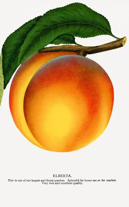 Olgun Şeftali Levhası