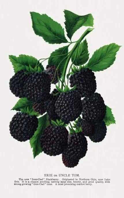 Böğürtlen Dalı Levhası