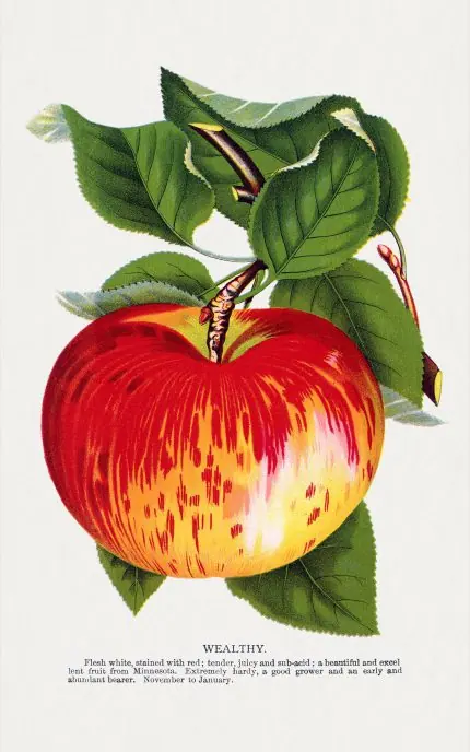 Alacalı Kırmızı Elma Levhası