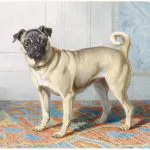 Halı Üzerinde Pug