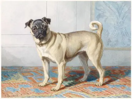 Halı Üzerinde Pug
