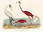 Flamingo ve Aynaklar Levhası