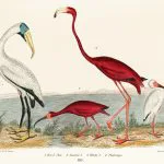 Flamingo ve Aynaklar Levhası