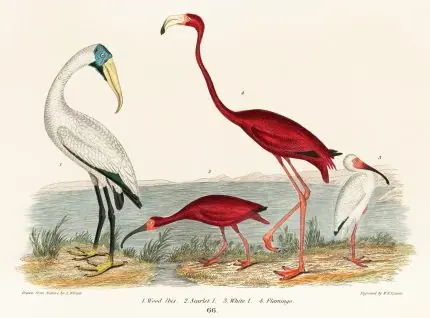 Flamingo ve Aynaklar Levhası