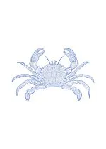 Mavi Yengeç Çizimi
