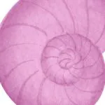 Pembe Nautilus Kabuğu