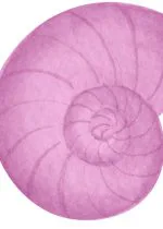 Pembe Nautilus Kabuğu