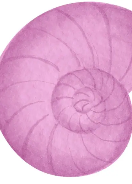 Pembe Nautilus Kabuğu