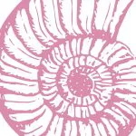 Pembe Zeminde Ammonit