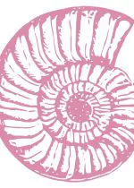 Pembe Zeminde Ammonit