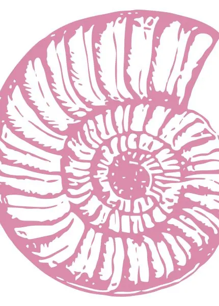 Pembe Zeminde Ammonit