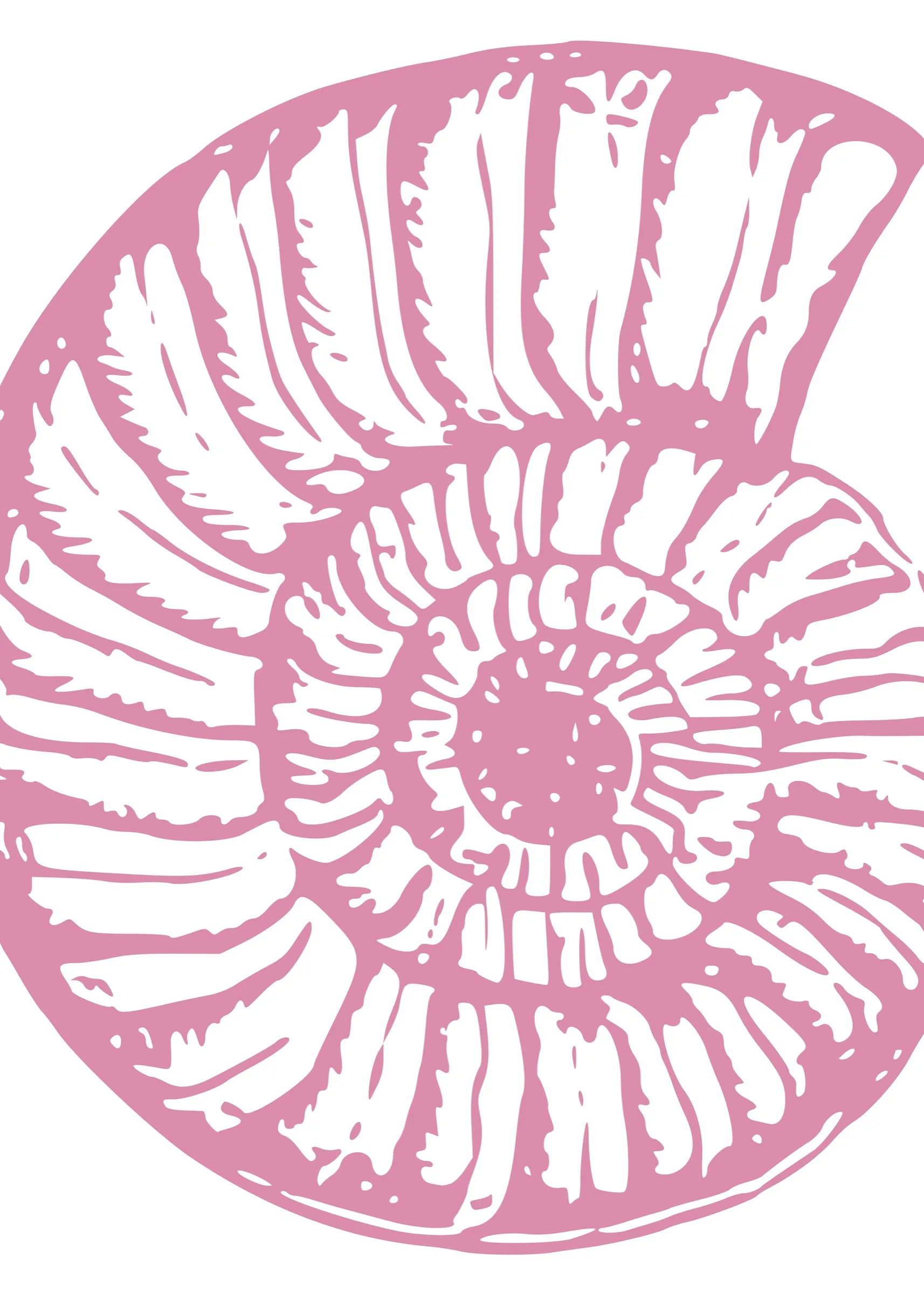 Pembe Zeminde Ammonit Pembe Zeminde Ammonit