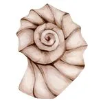 Nautilus Kabuğu Suluboyası