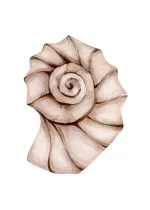 Nautilus Kabuğu Suluboyası