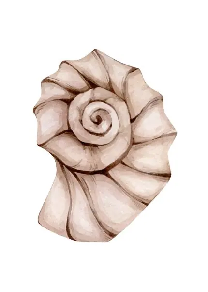 Nautilus Kabuğu Suluboyası