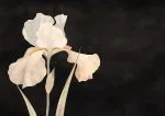 Siyah Zeminde Beyaz Süsen