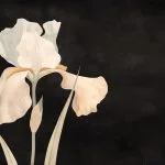 Siyah Zeminde Beyaz Süsen