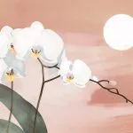 Gün Batımında Orkide