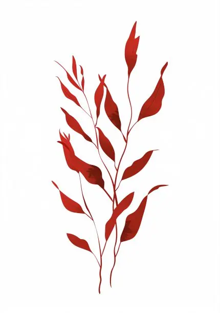 Kızıl Deniz Yosunu Çizimi