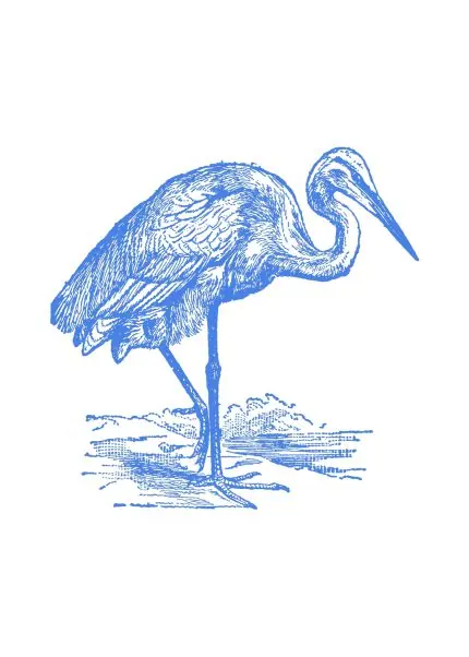Mavi Balıkçıl Gravürü