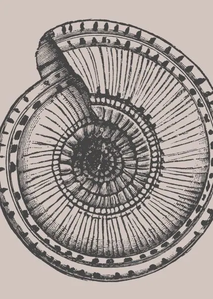 Bej Zeminde Spiral Kabuk