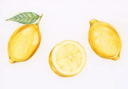 Limon ve Dilimi