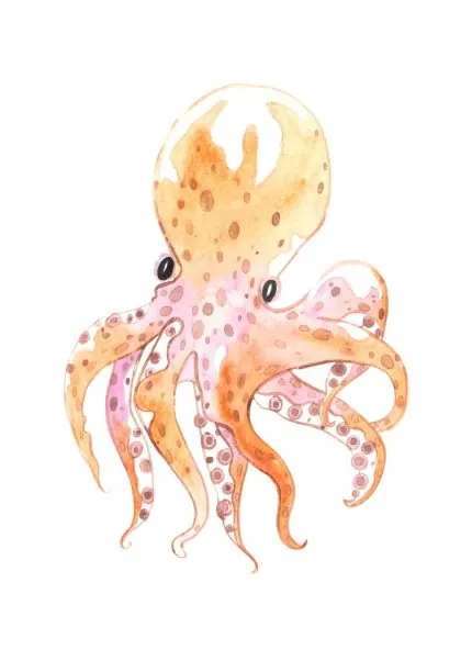 Suluboya