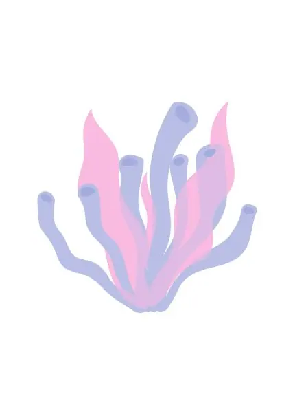 Pembe Deniz Şakayığı
