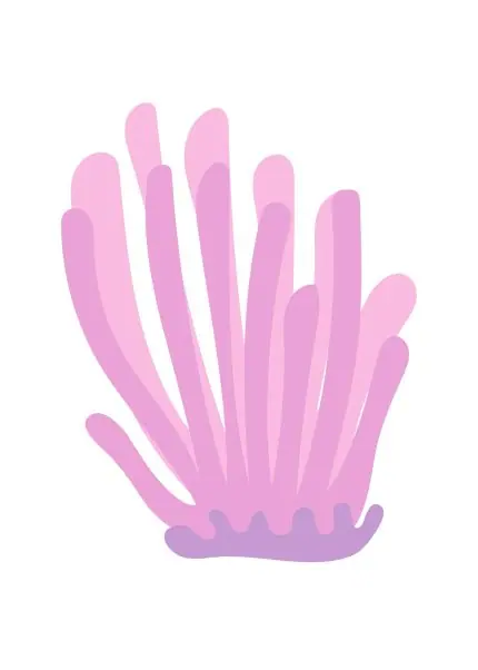 Pembe Deniz Şakayığı II
