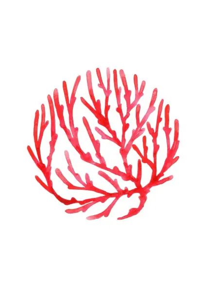 Kırmızı Yuvarlak Mercan
