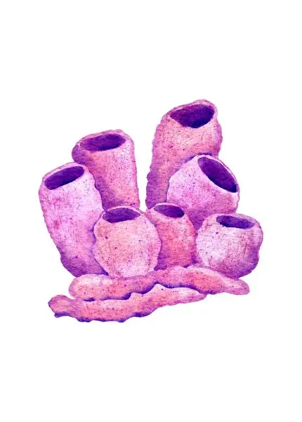 Pembe Deniz Süngeri