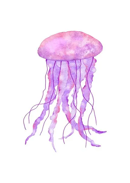Pembe Denizanası Suluboyası