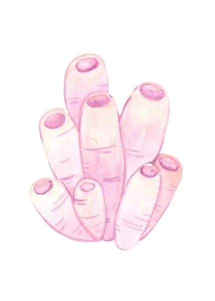Pembe Deniz Şakayığı Kümesi