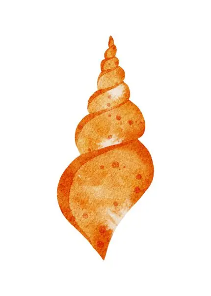 Turuncu Burgu Kabuk