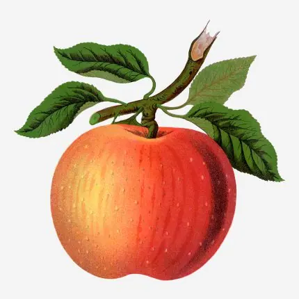 Dallı Kırmızı Elma
