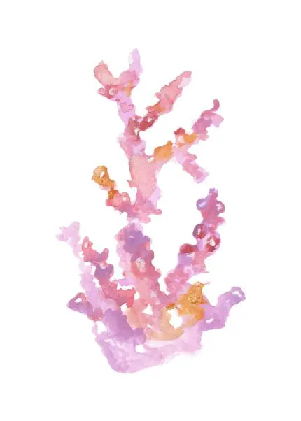 Pembe Mercan Suluboyası