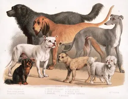 Evcil Köpek Irkları Levhası