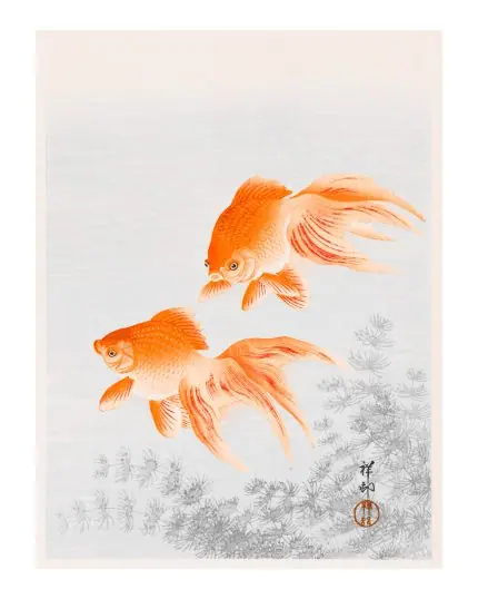 Üç Japon Balığı