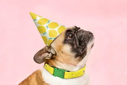 Parti Şapkalı Bulldog