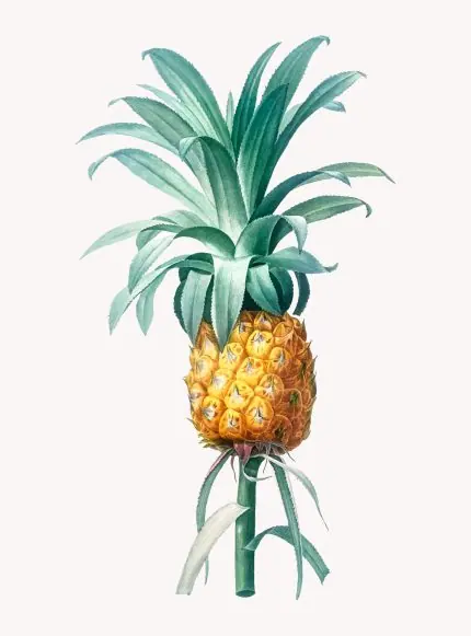 Ananas Botanik Çizimi