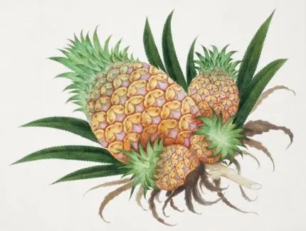 İki Ananas Levhası