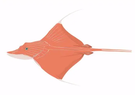 Pembe Vatoz