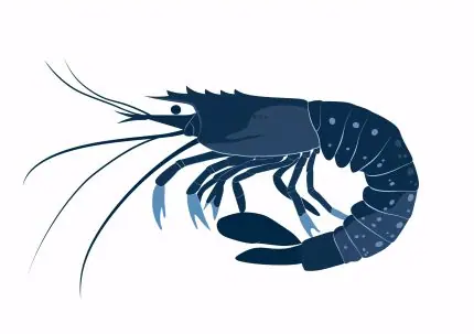 Lacivert Karides