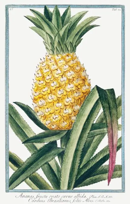 Ananas Botanik Levhası Çerçeveli