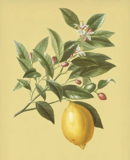 Limon Dalı Botanik Levhası