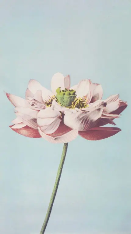 Açık Mavi Zeminde Lotus Çiçeği