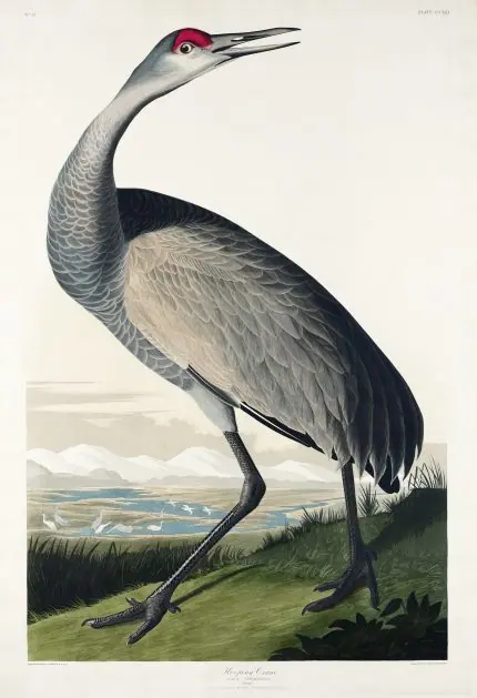 Audubon Amerika Turnası